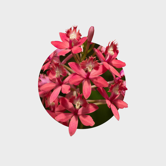 Epidendrum 'Coral Starfish' (Epidendrum radicans x Epidendrum ibaguense)