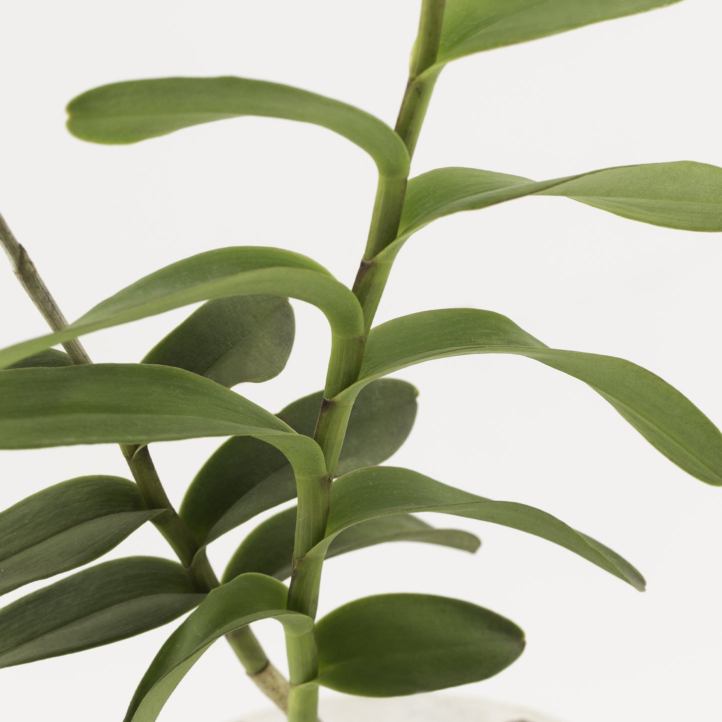 Epidendrum radicans var. naranja