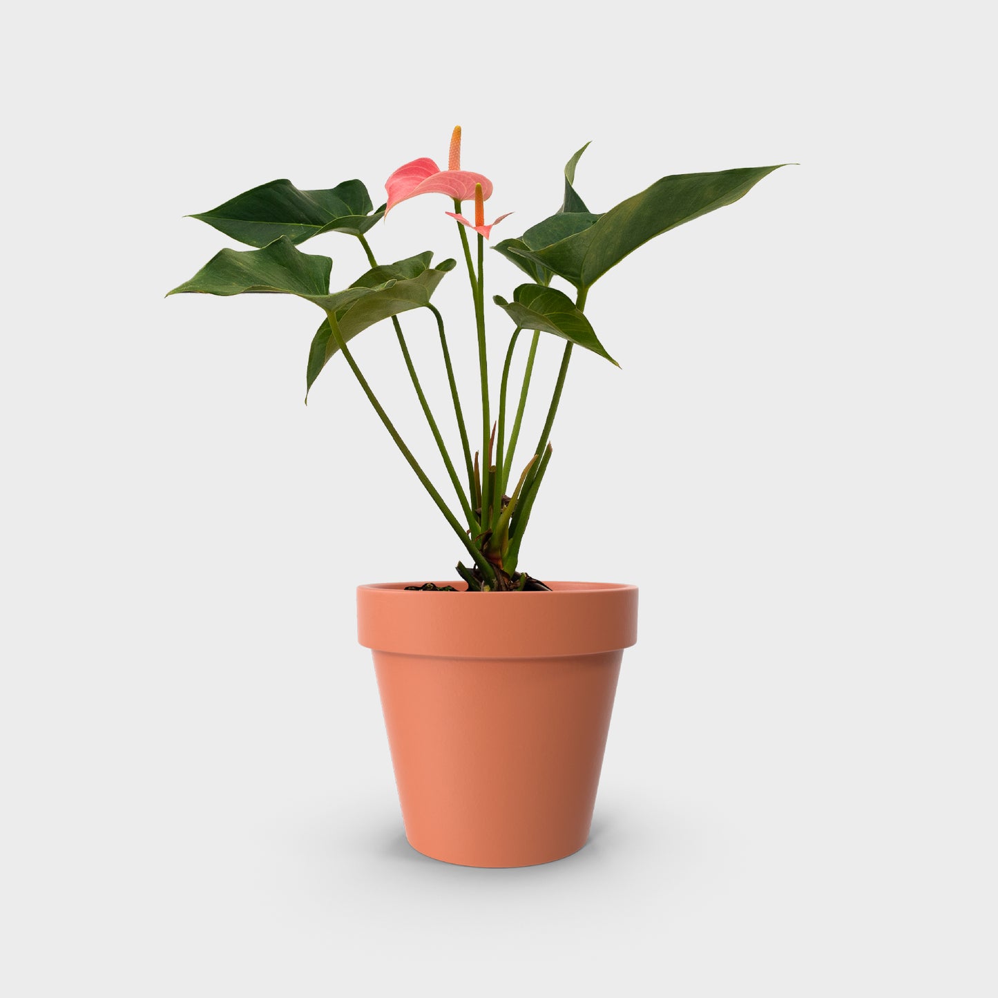 Anthurium andreanum var. rosa claro