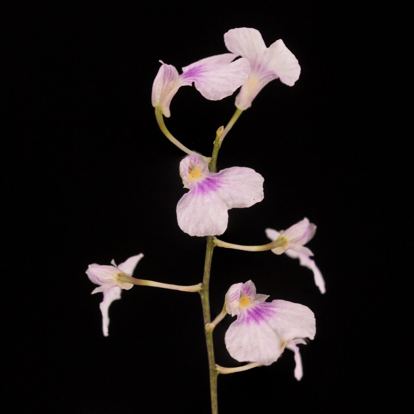 Ionopsis utricularioides