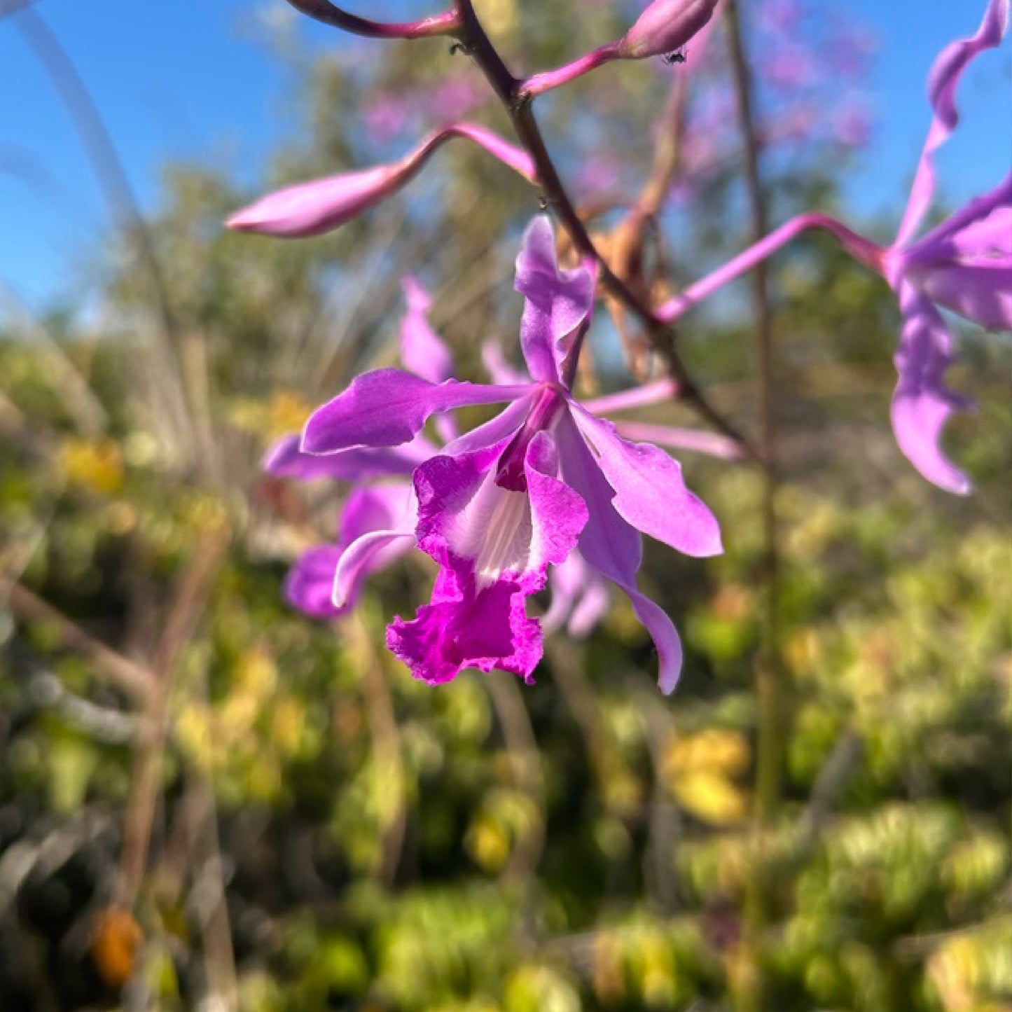 Myrmecophila galeottiana