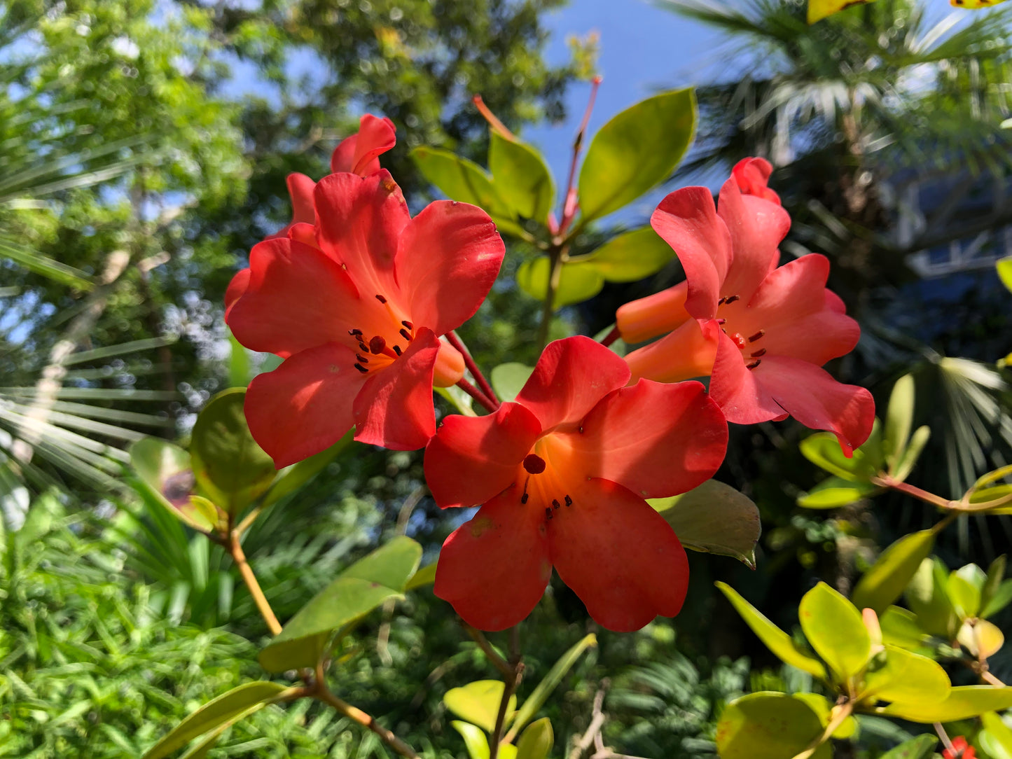 Rhododendro Vireya