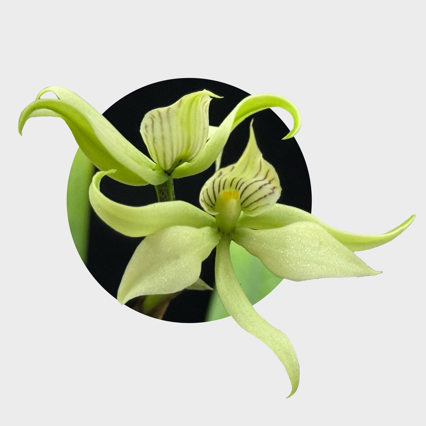 Prosthechea x fragrans (Orquídea fragante)