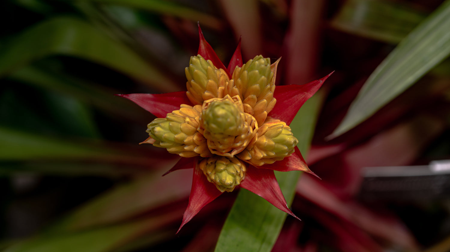 Bromeliaceae
