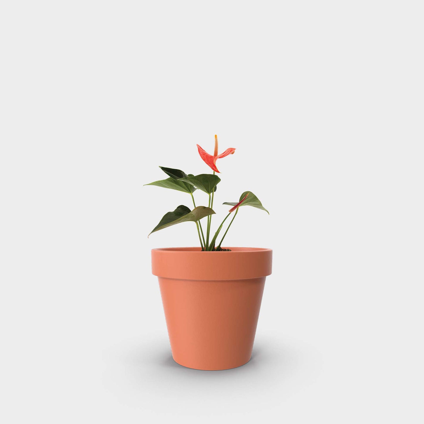 Anthurium andreanum var. rojo