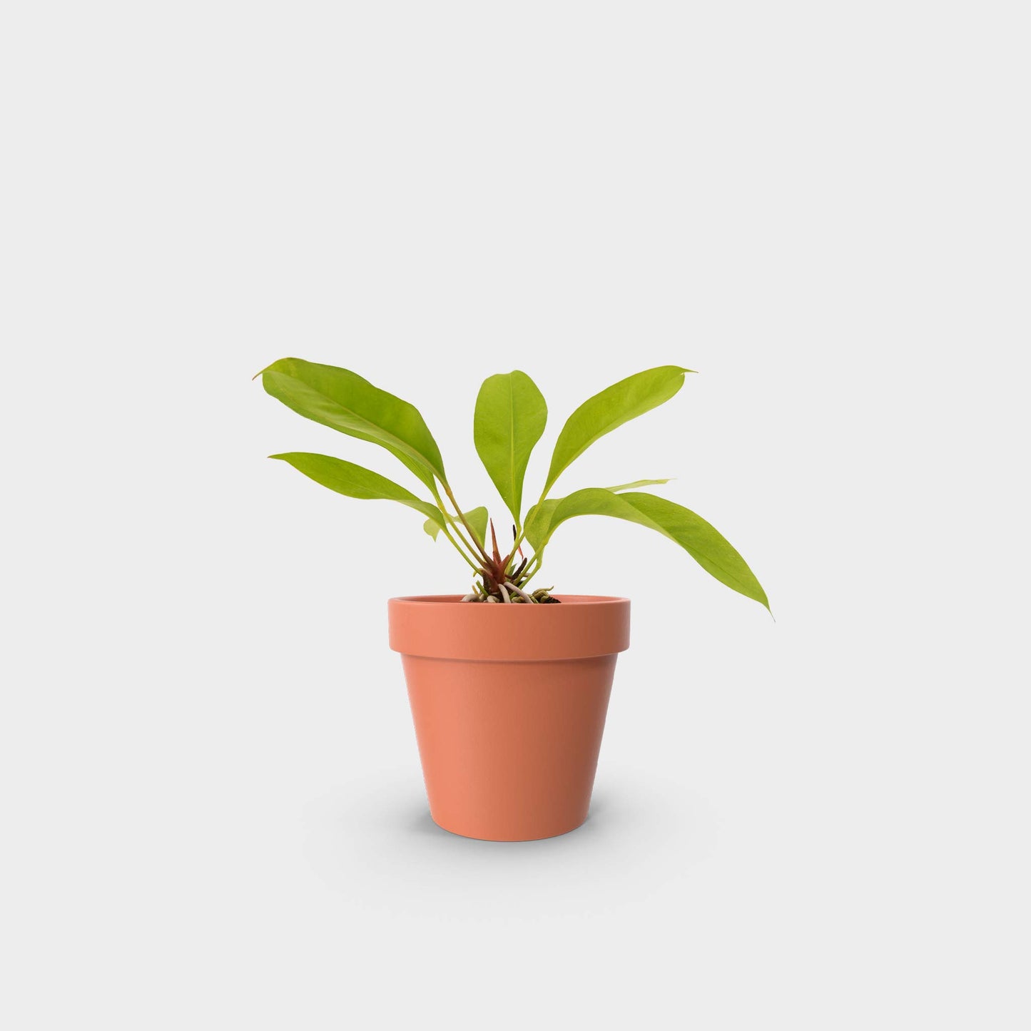 Anthurium gracile (Anturio de Perlas Rojas)