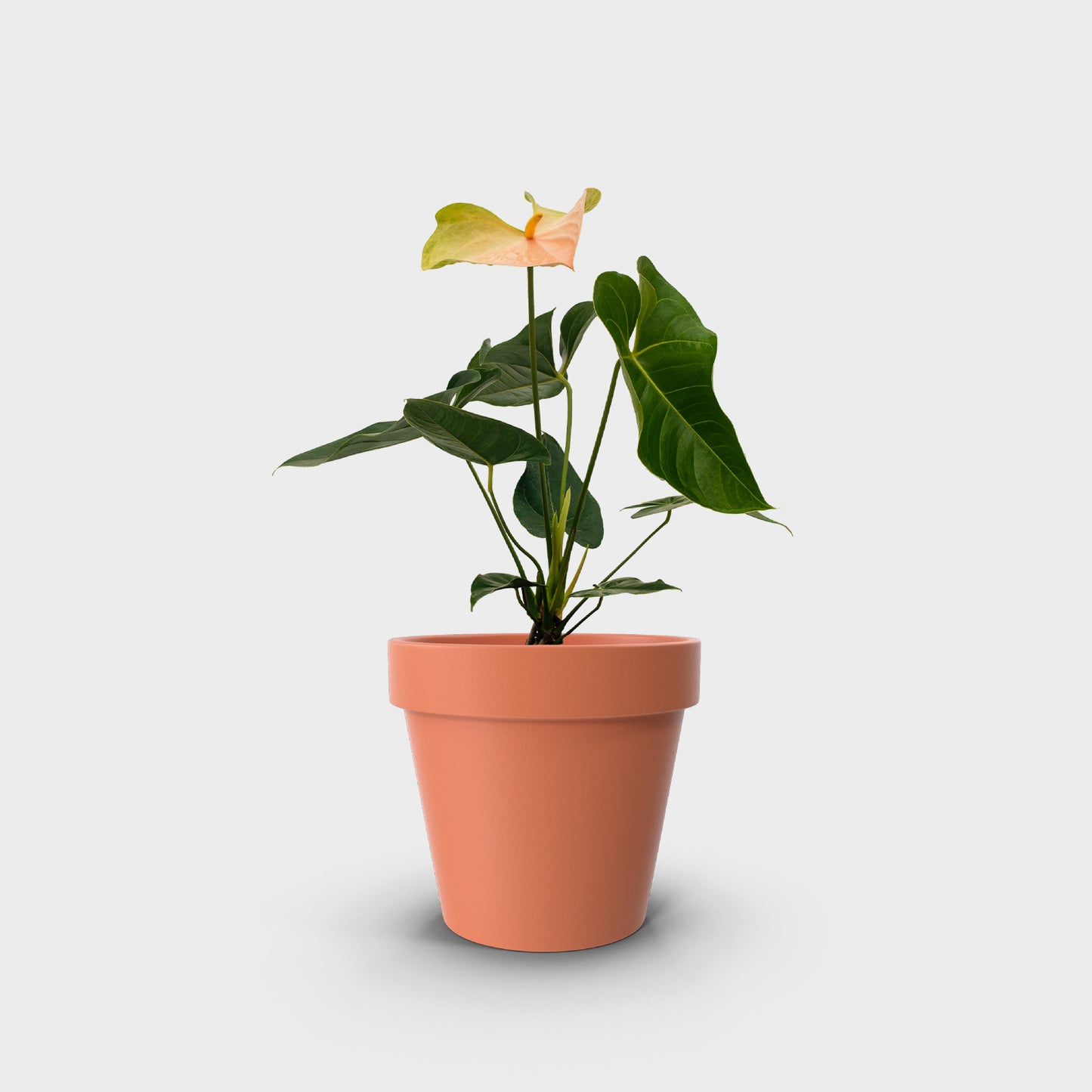 Anthurium andreanum var. guayaba