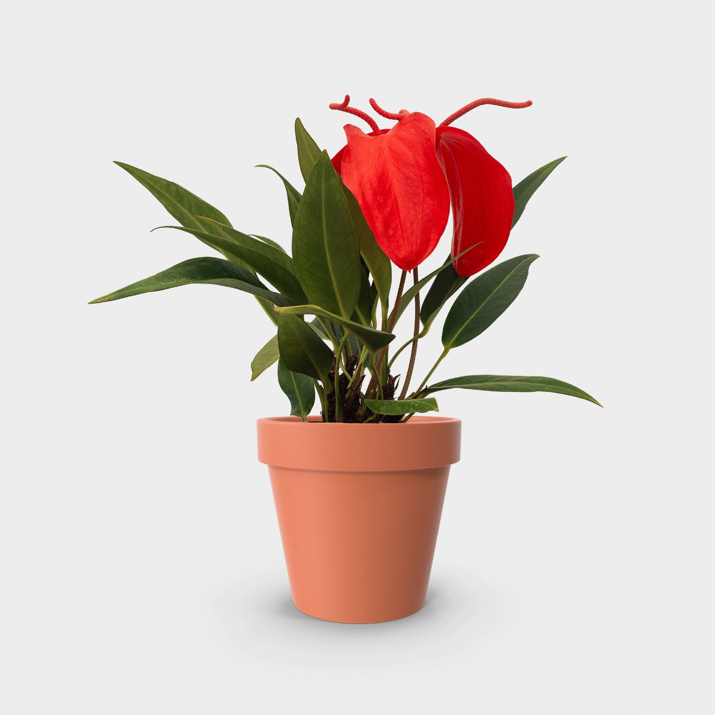 Anthurium scherzerianum (Anturio Cola de Cochino) Roja