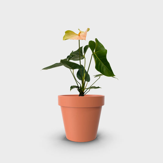 Anthurium andreanum var. guayaba