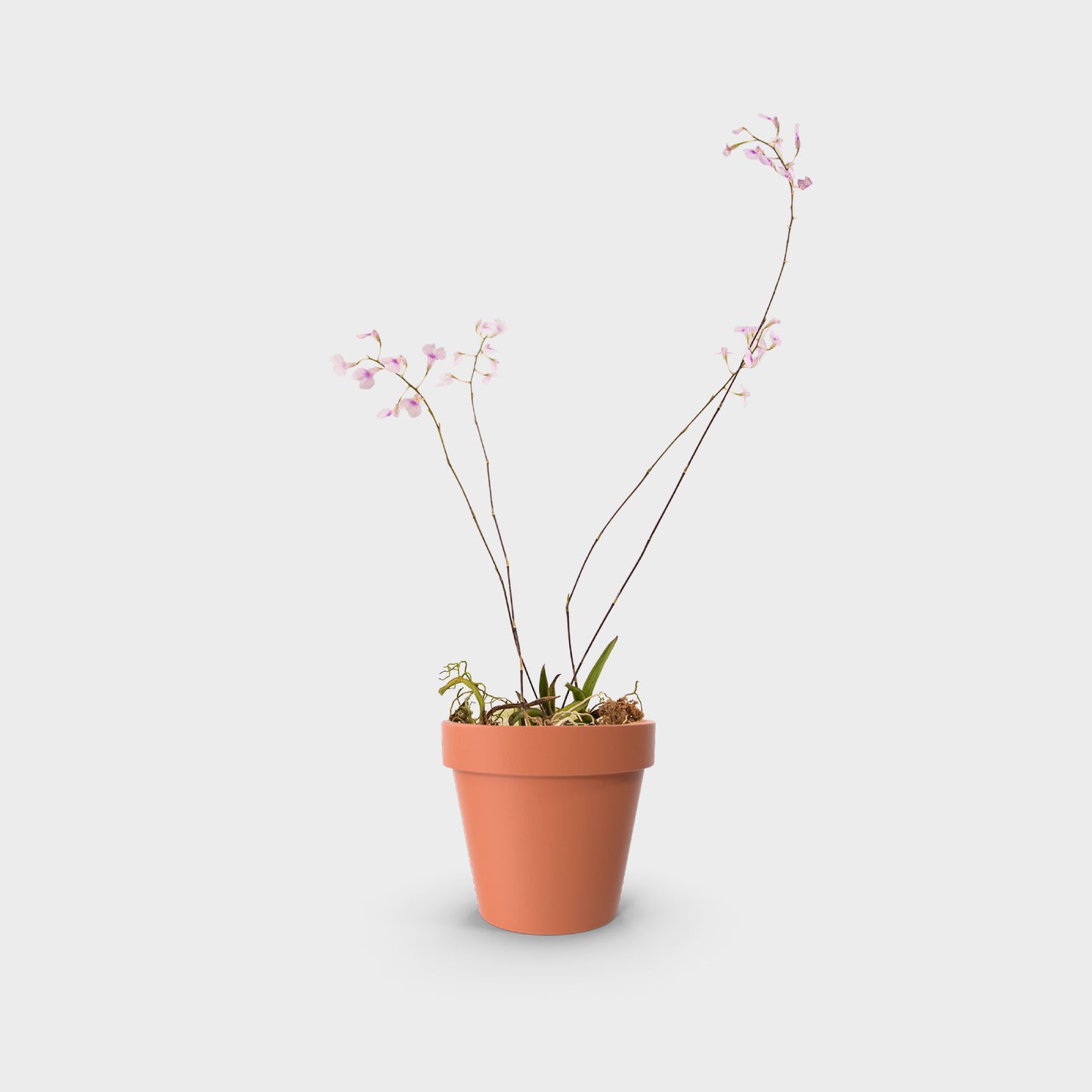 Ionopsis utricularioides