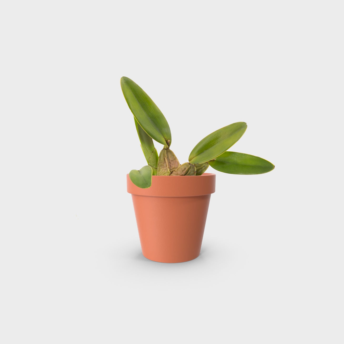 Laelia rubescens
