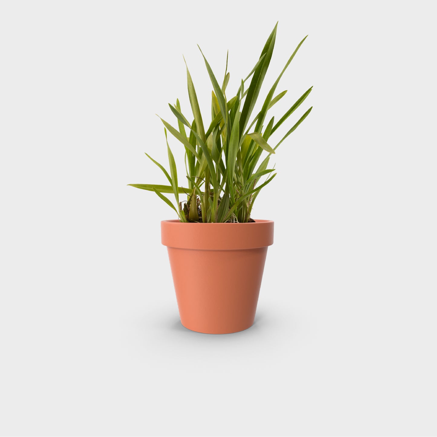 Oncidium leleui