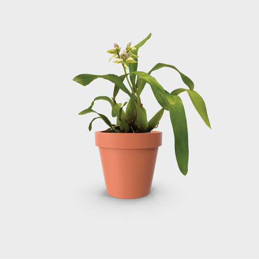 Prosthechea chacaoensis