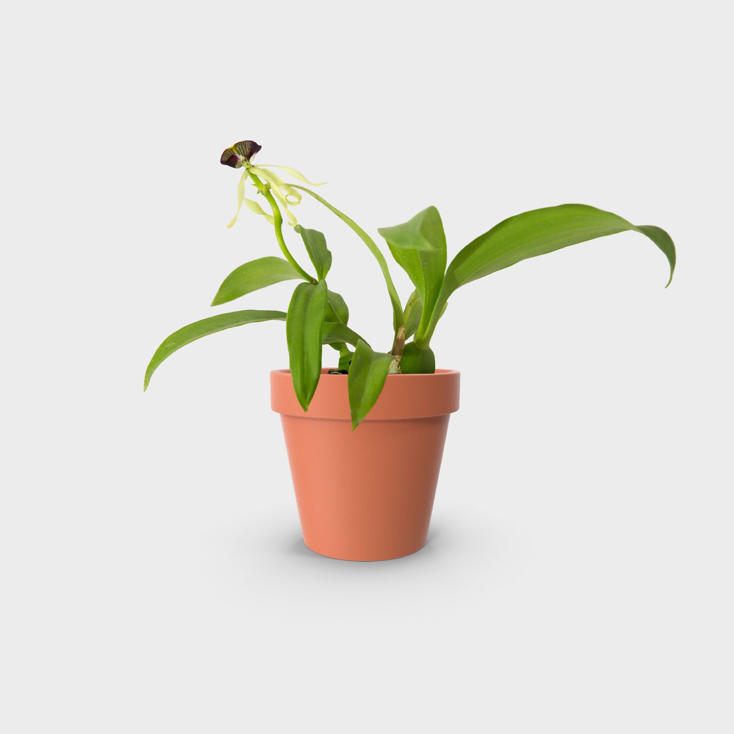 Prosthechea cochleata (Orquídea Pulpito)
