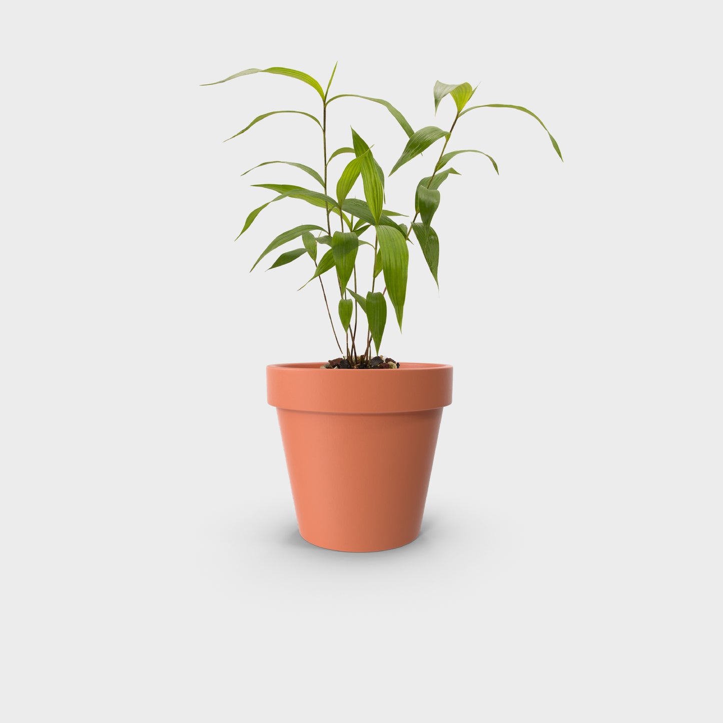 Sobralia decora (Flor de un Día)