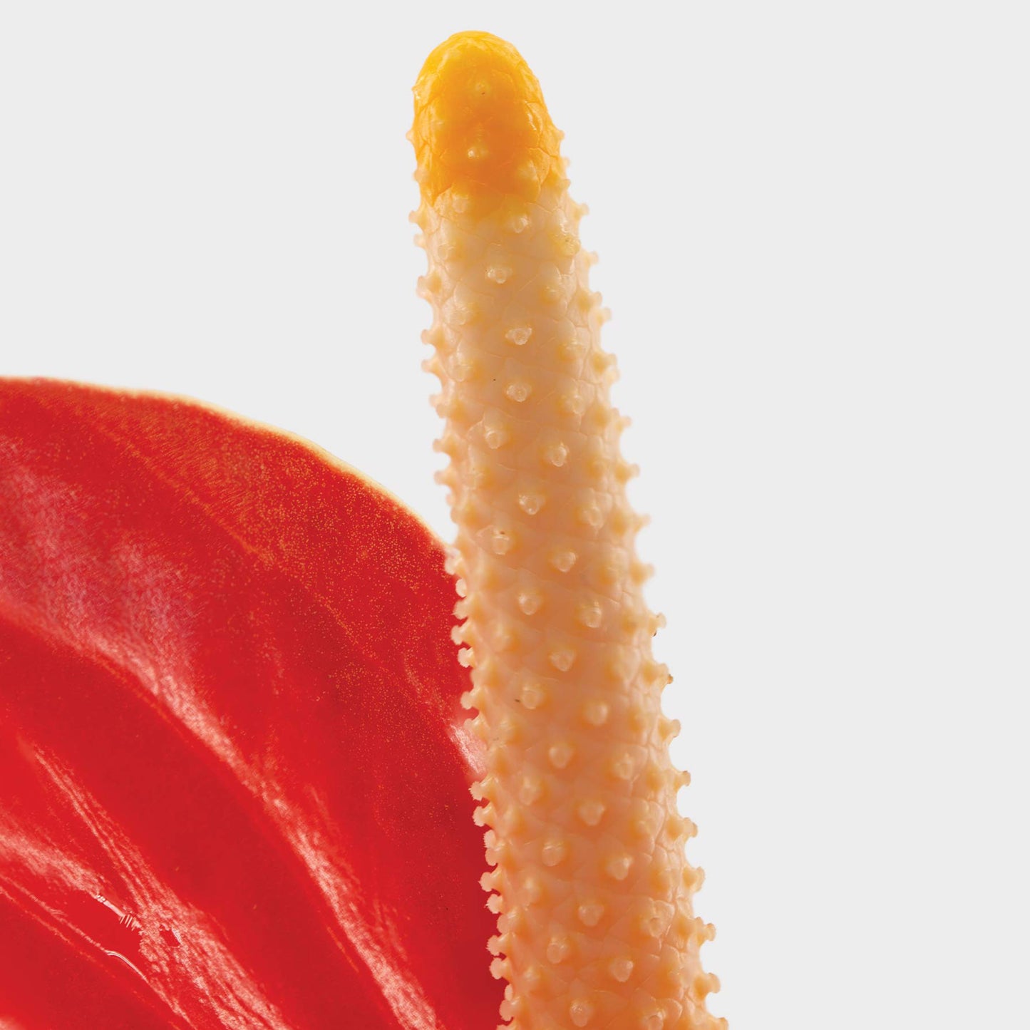 Anthurium andreanum var. rojo