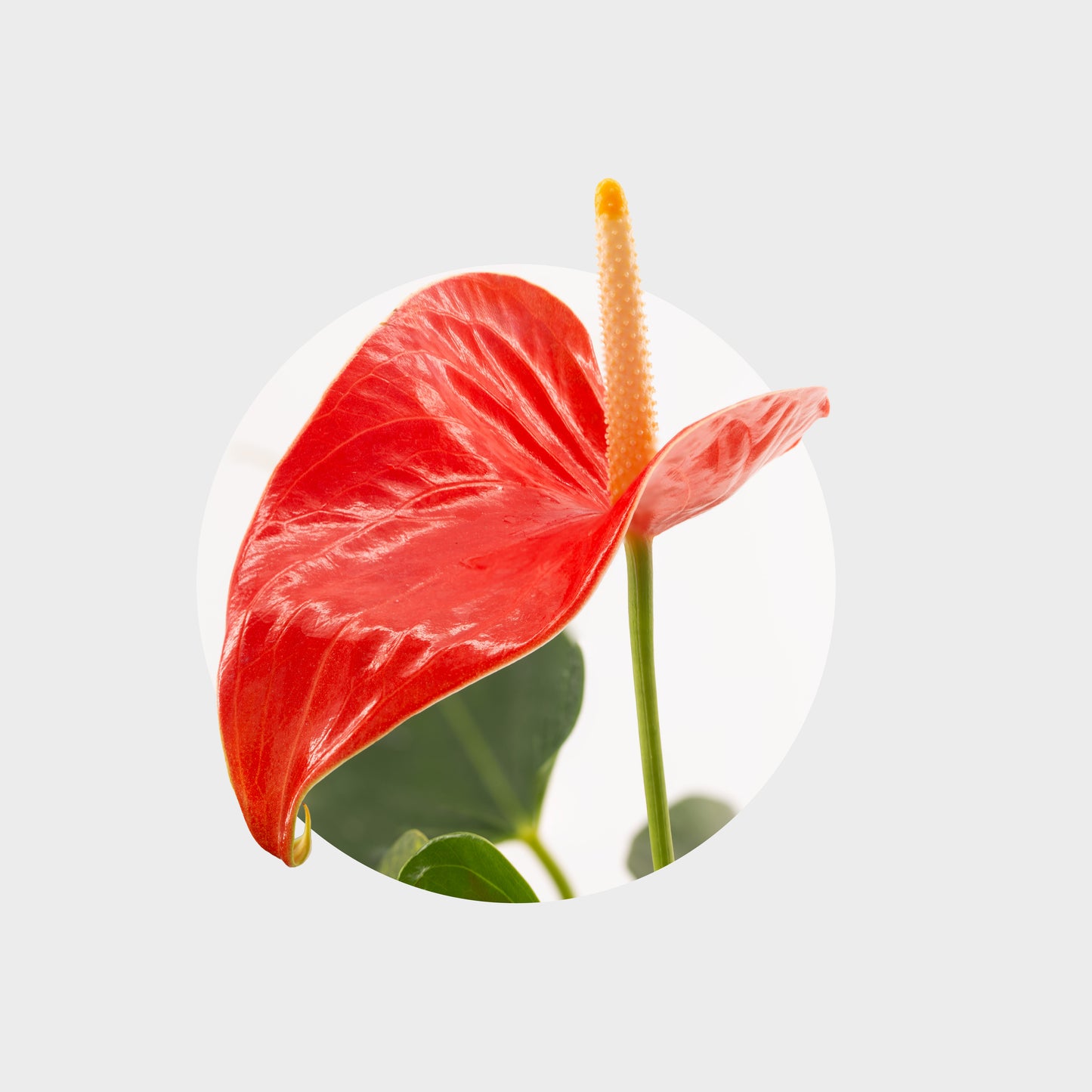 Anthurium andreanum var. rojo