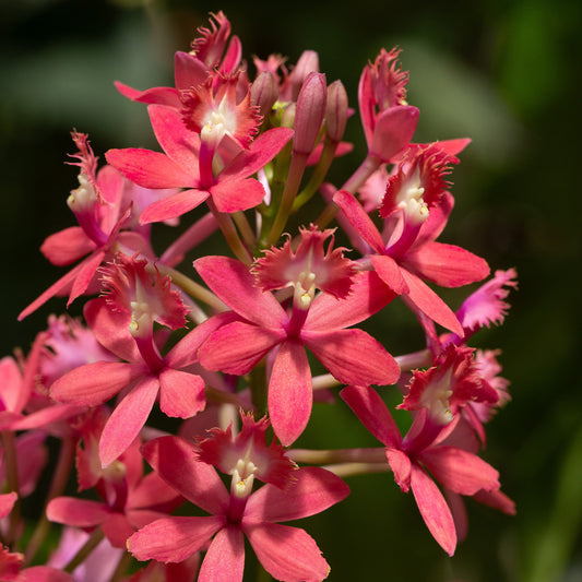 Epidendrum 'Coral Starfish' (Epidendrum radicans x Epidendrum ibaguense)