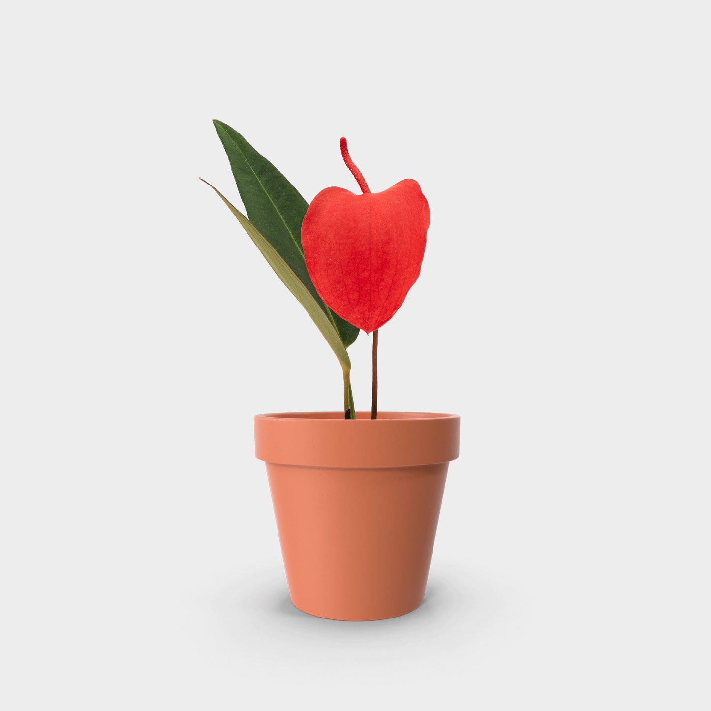 Anthurium scherzerianum (Anturio Cola de Cochino) Roja