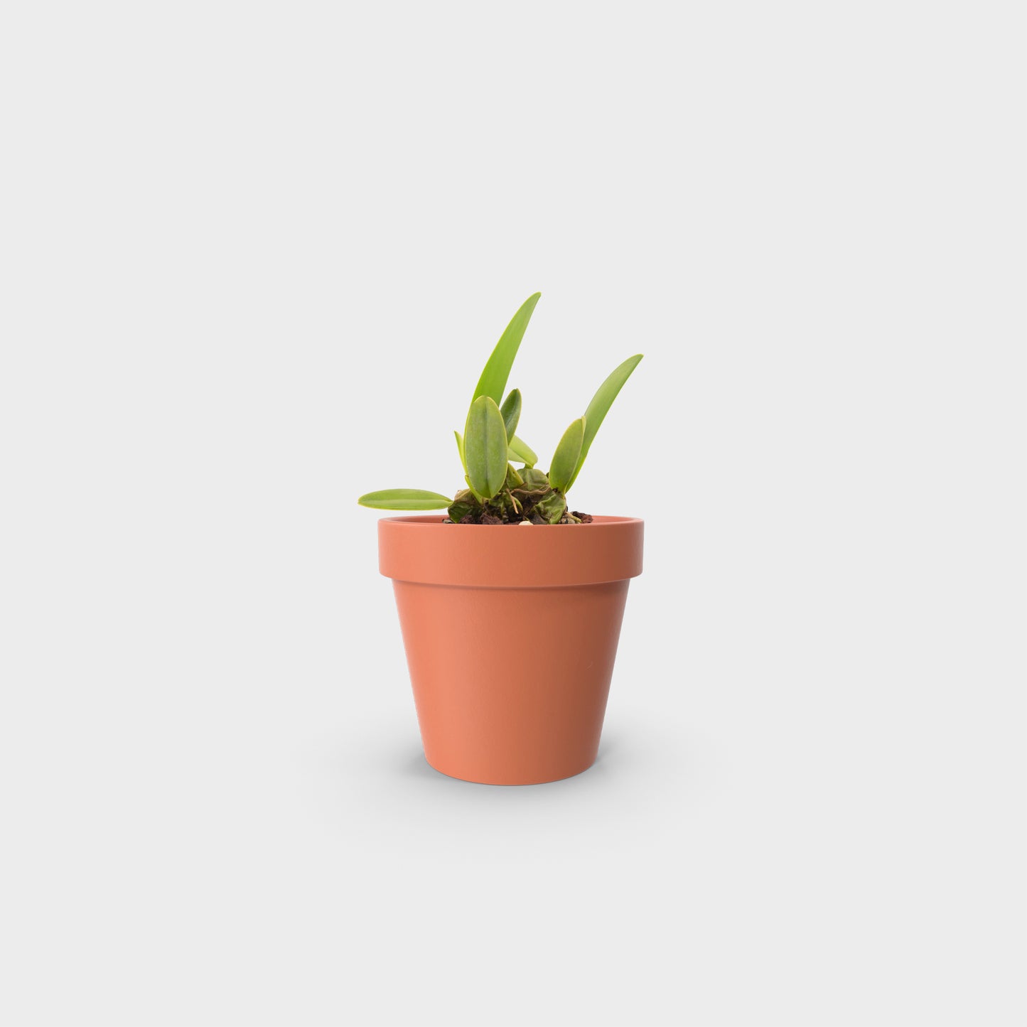 Laelia rubescens