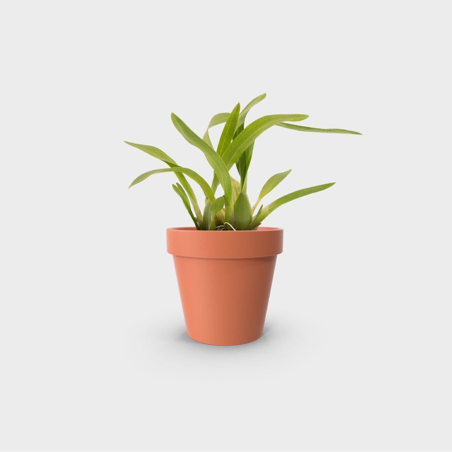Oncidium leleui
