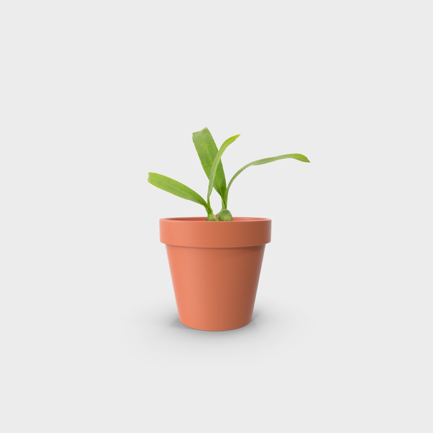 Prosthechea cochleata (Orquídea Pulpito)