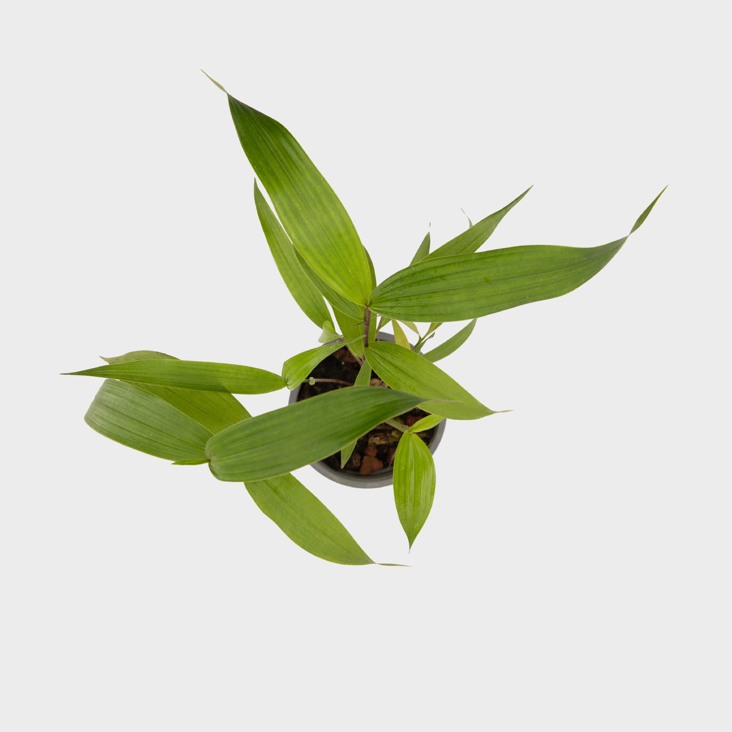 Sobralia decora (Flor de un Día)
