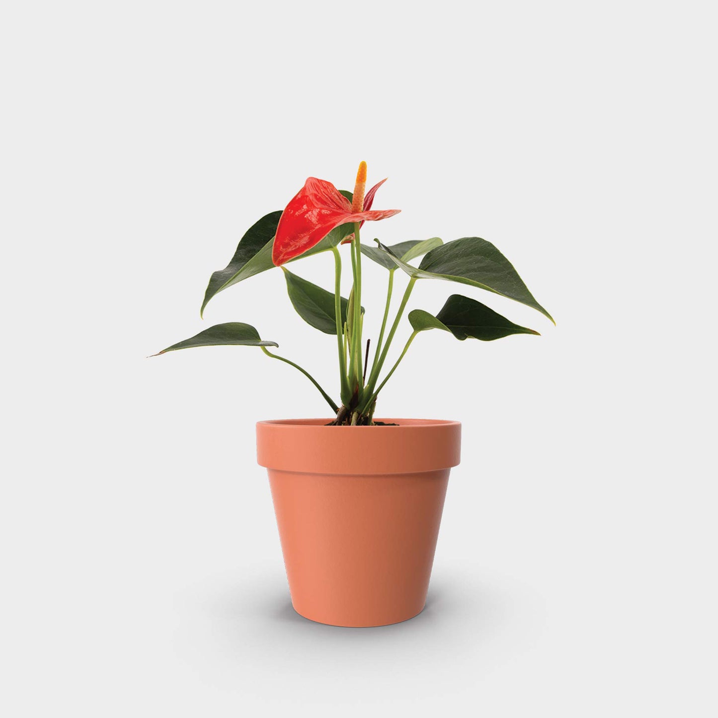 Anthurium andreanum var. rojo