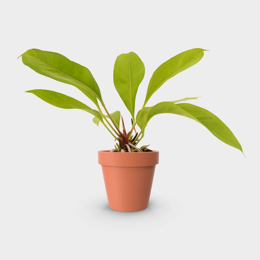 Anthurium gracile (Anturio de Perlas Rojas)