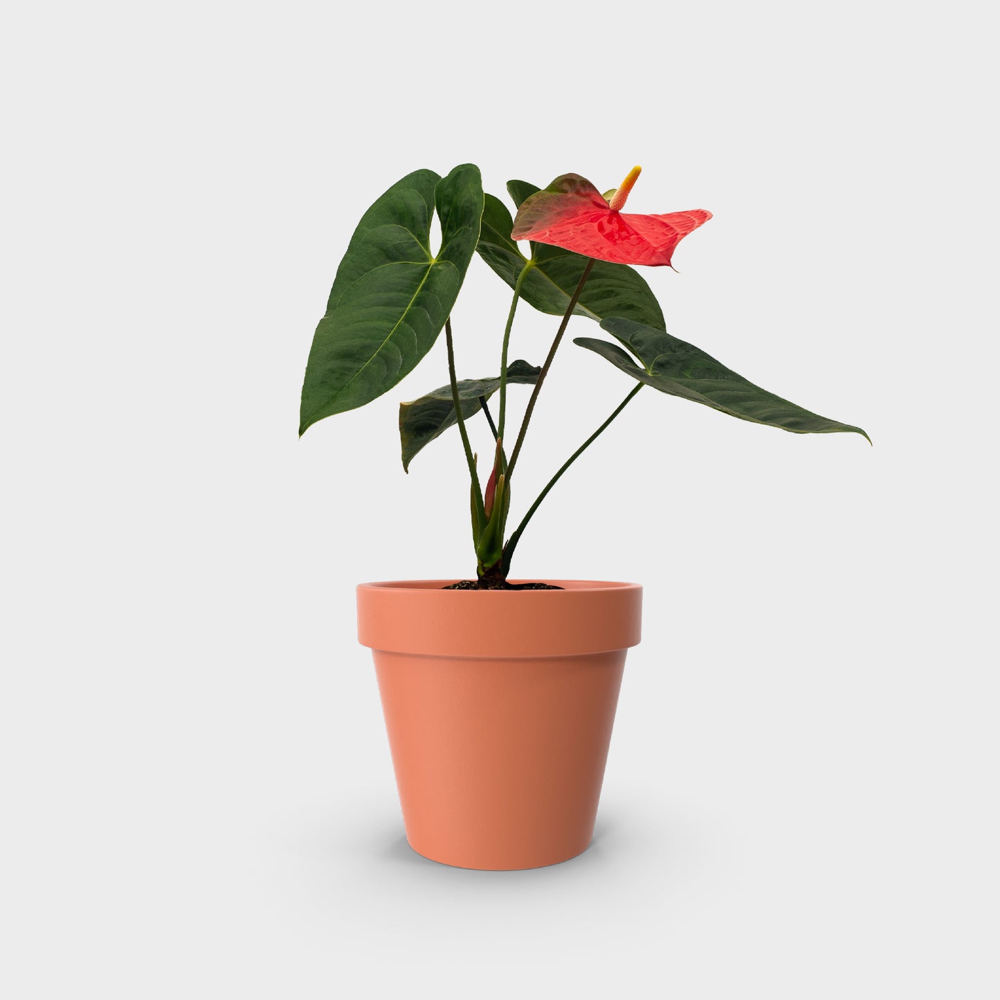 Anthurium andreanum var. sandía