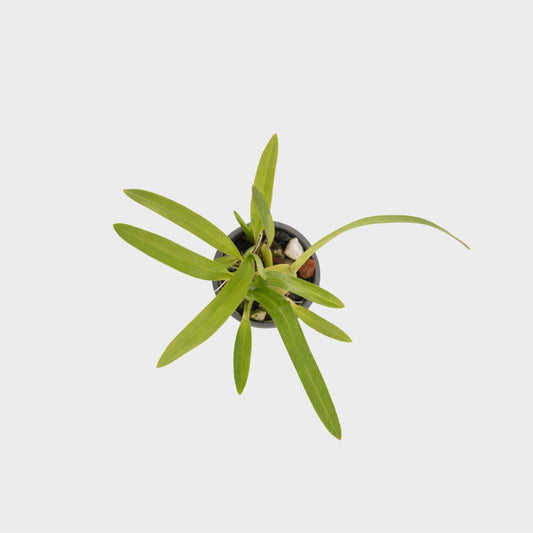 Oncidium leleui