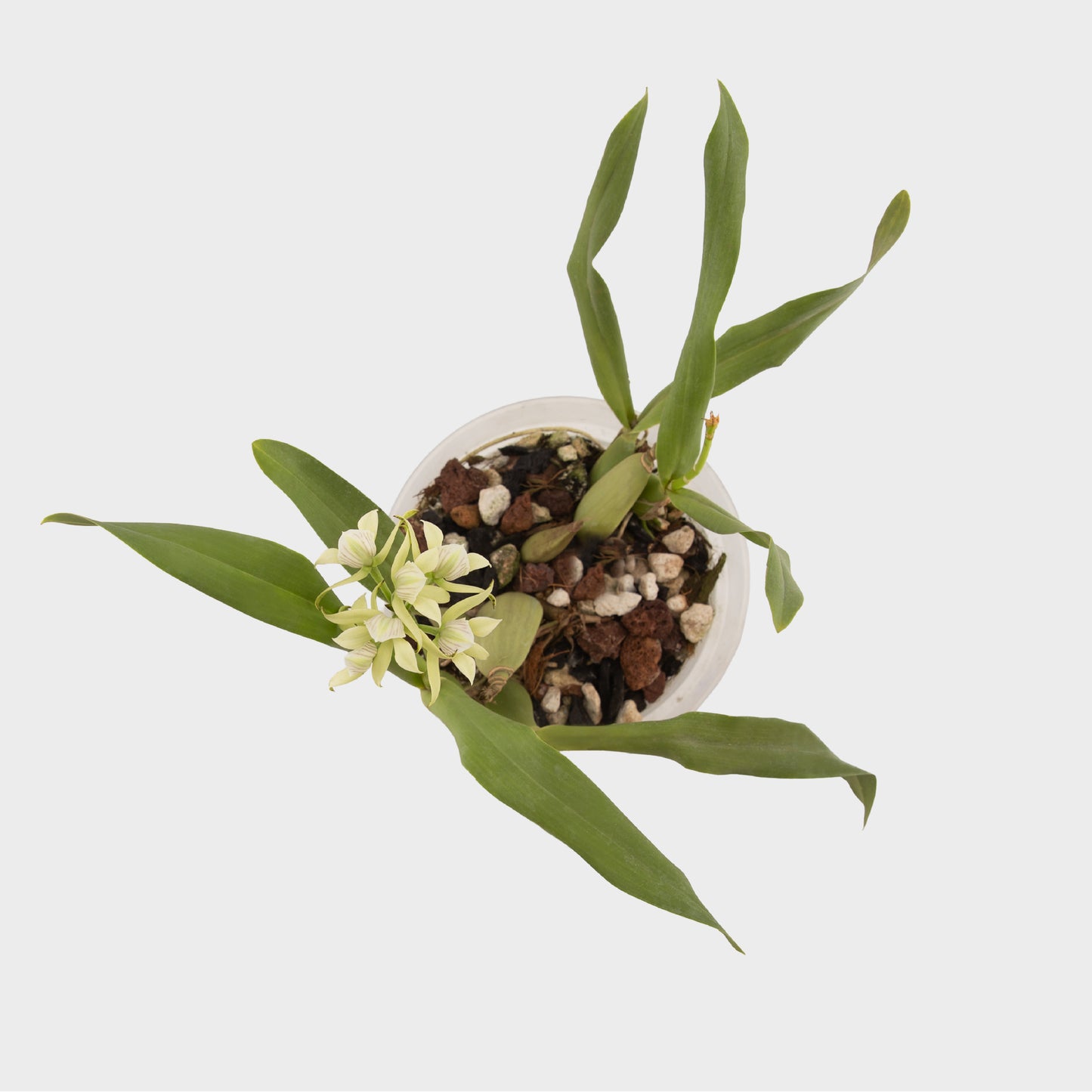 Prosthechea chacaoensis