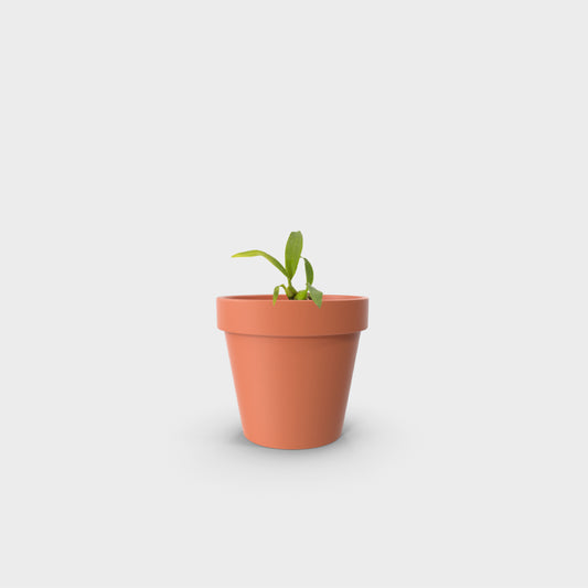 Prosthechea cochleata (Orquídea Pulpito)