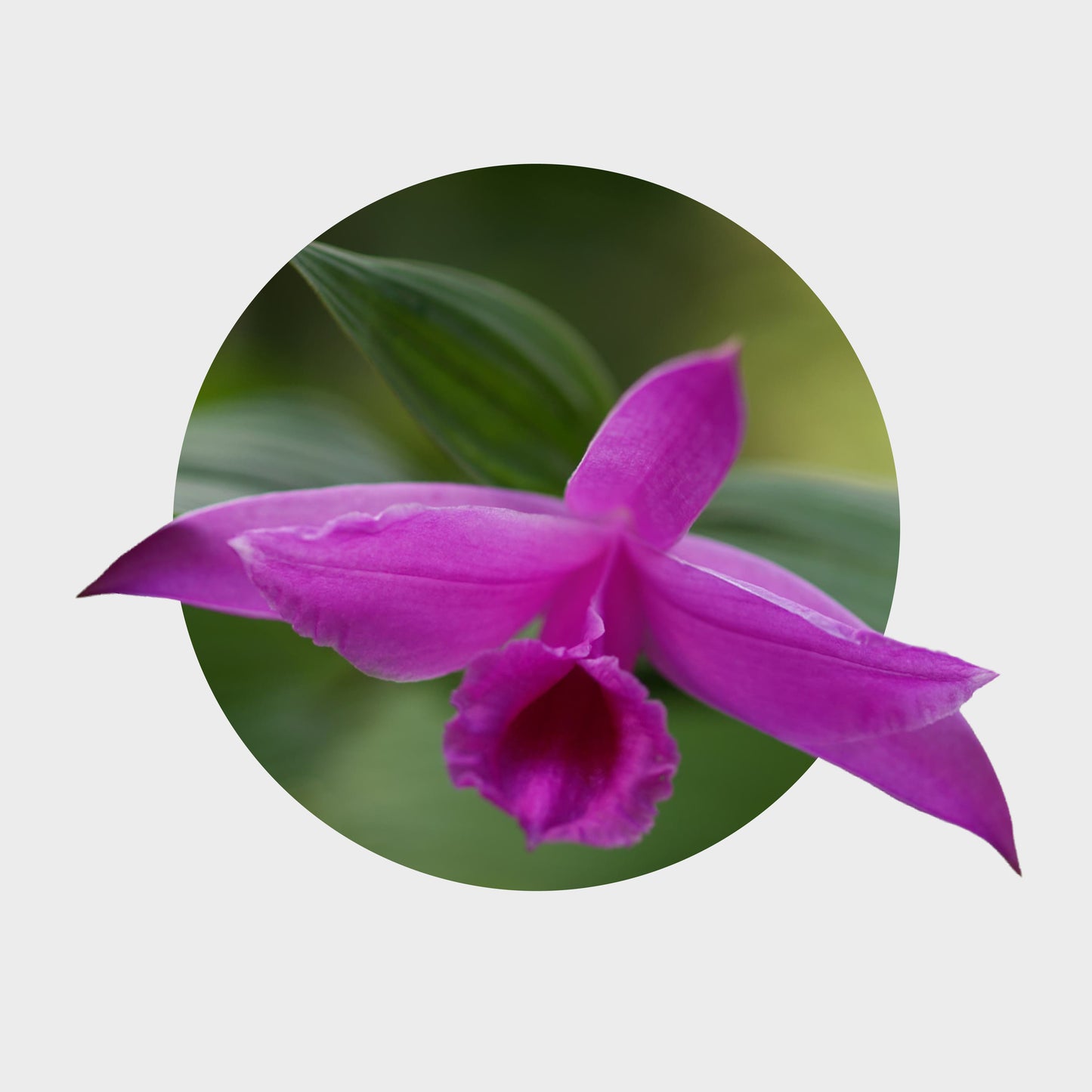 Sobralia decora (Flor de un Día)
