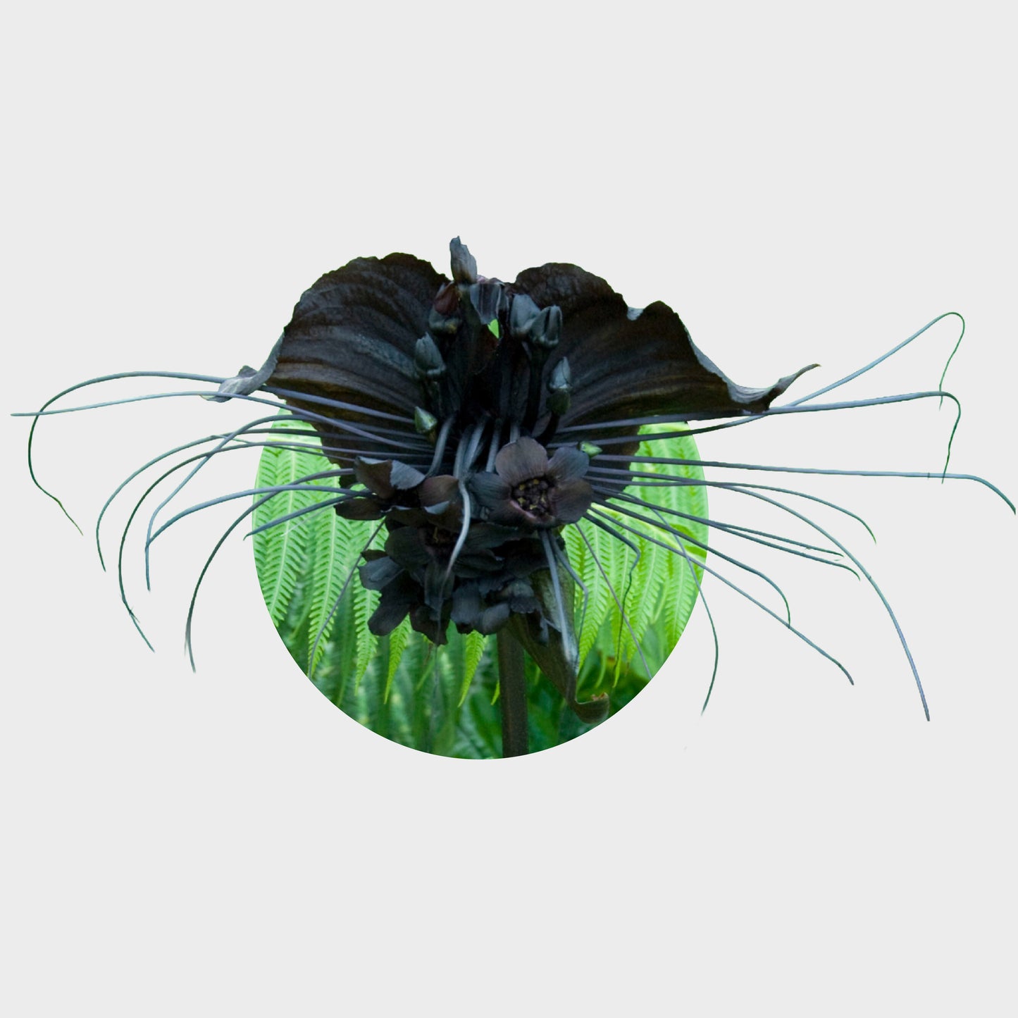 Tacca chantrieri