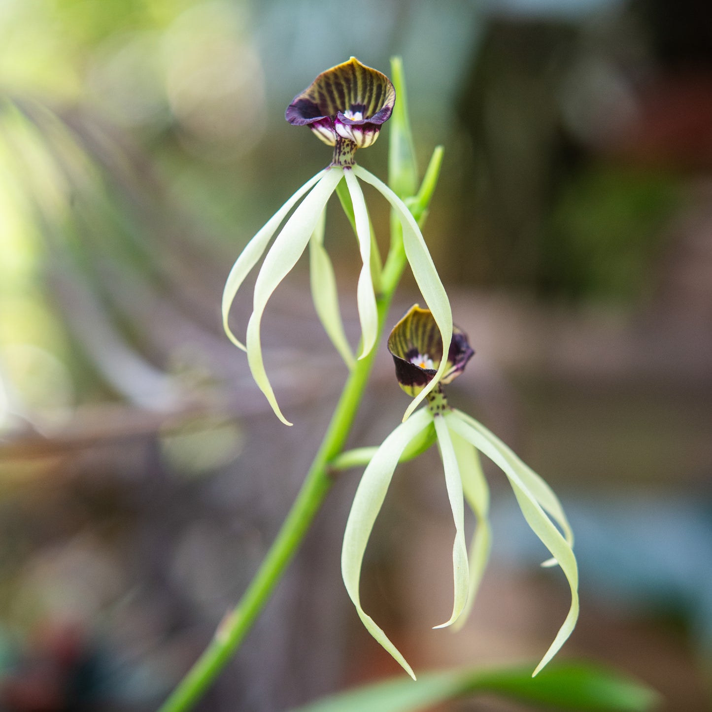 Prosthechea cochleata (Orquídea Pulpito)