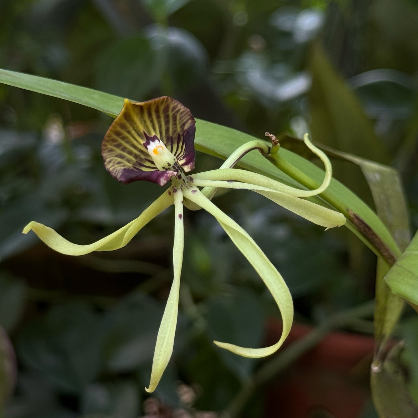 Prosthechea cochleata (Orquídea Pulpito)