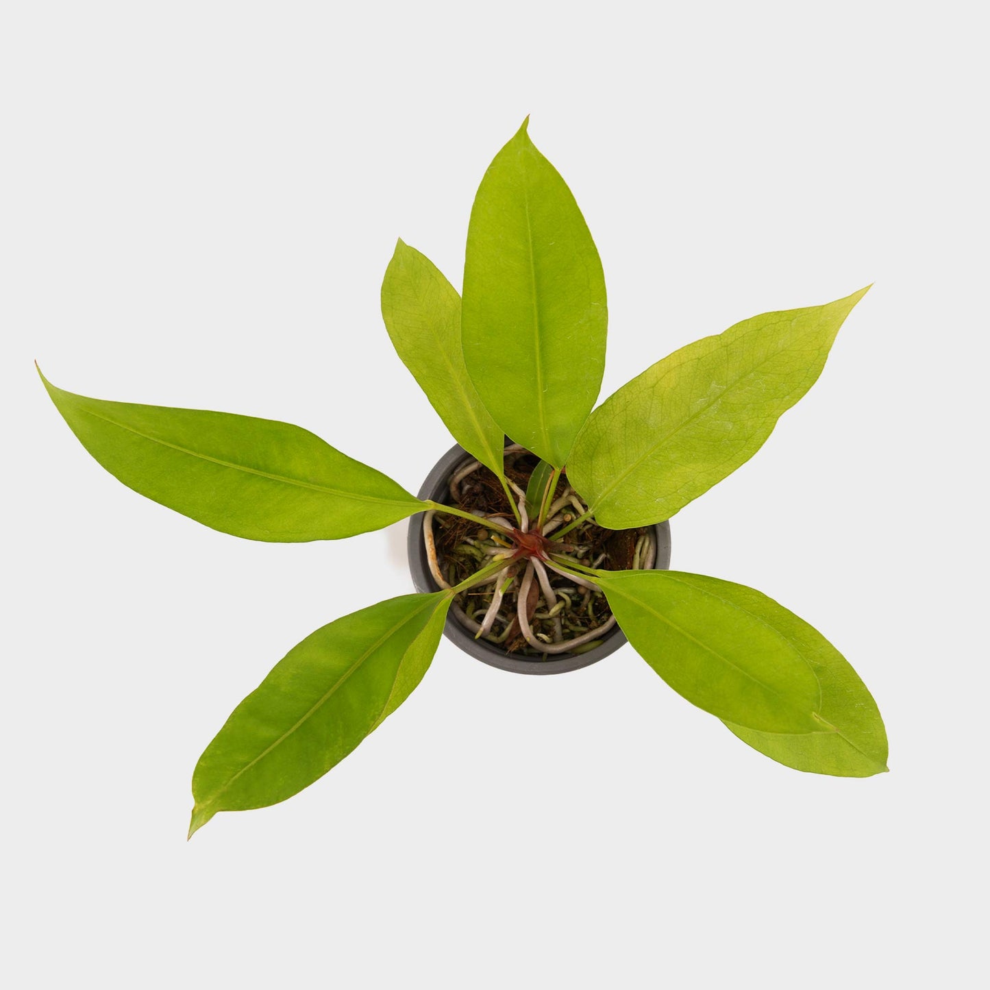Anthurium gracile (Anturio de Perlas Rojas)