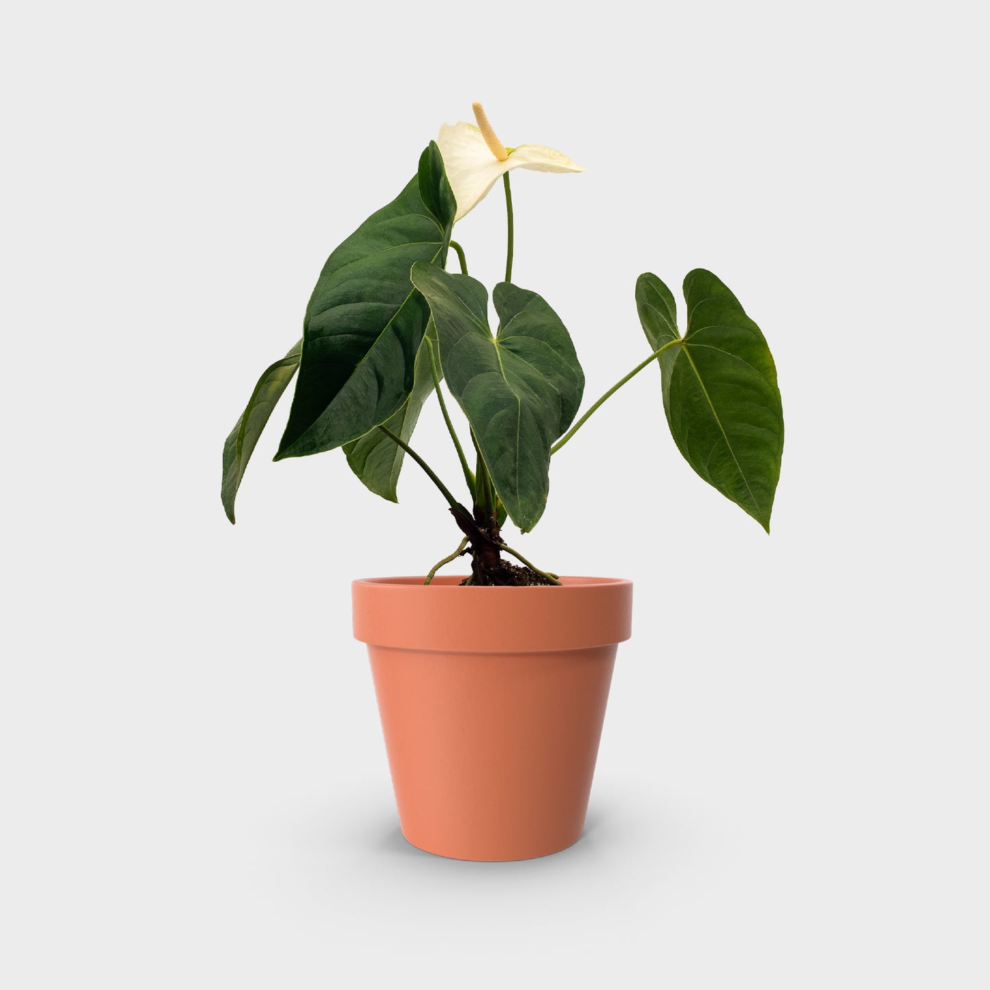 Anthurium andreanum var. blanco