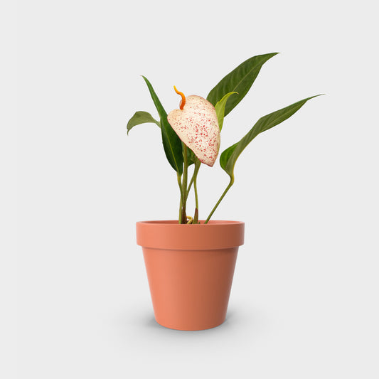 Anthurium scherzerianum (Anturio Cola de Cochino) var. blanco