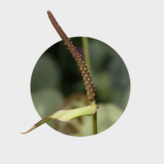 Anthurium clarinervium (Corazón de Terciopelo)