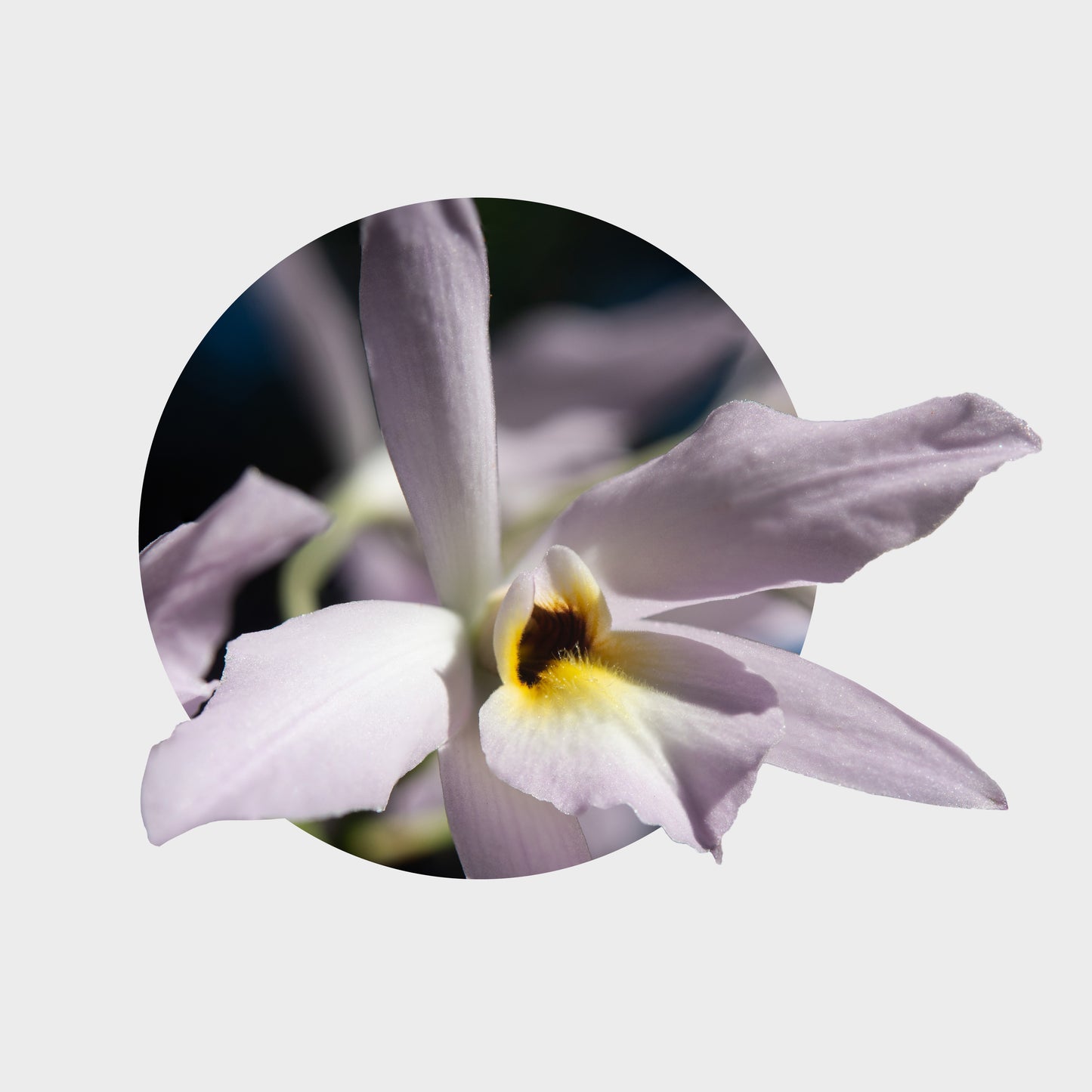 Laelia rubescens