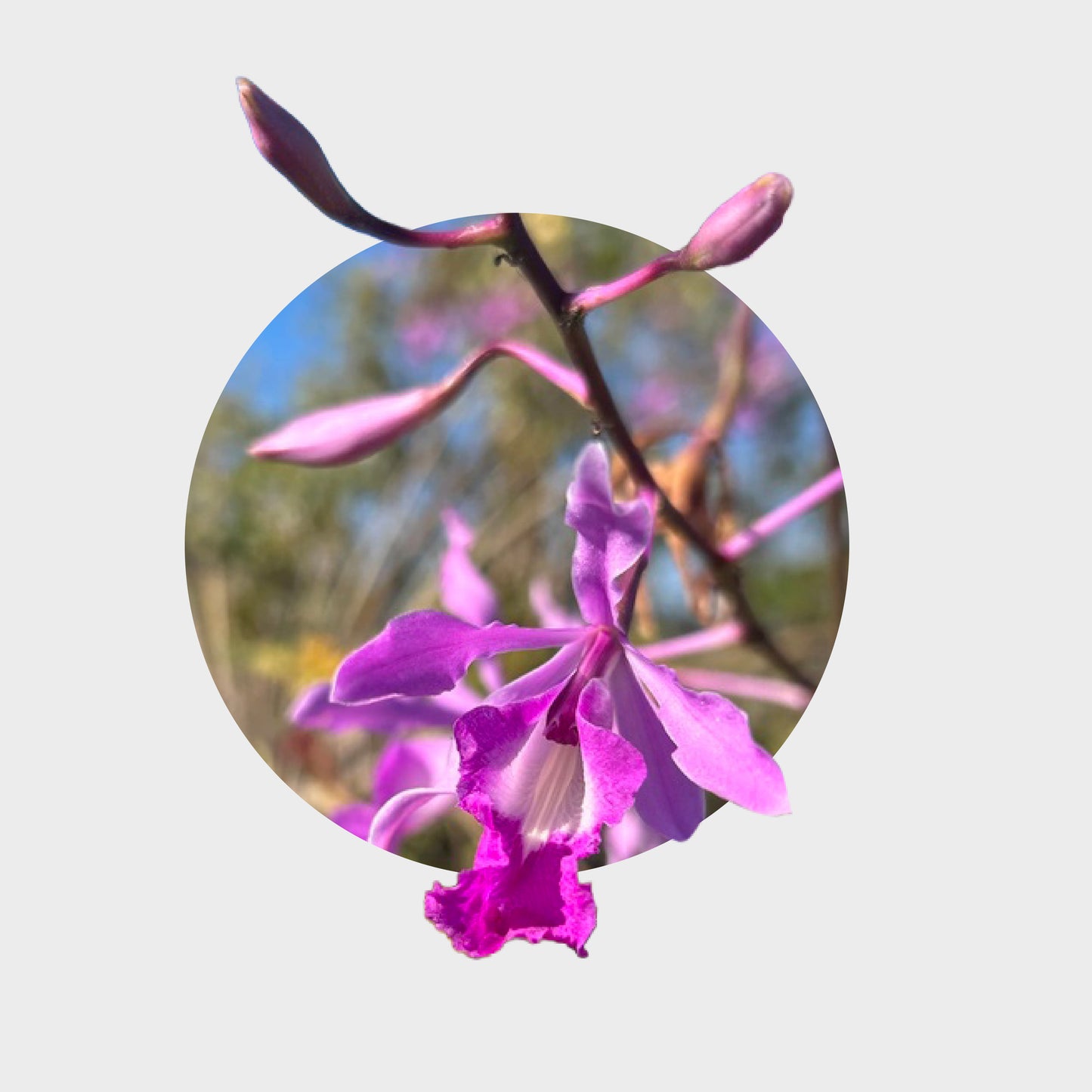 Myrmecophila galeottiana