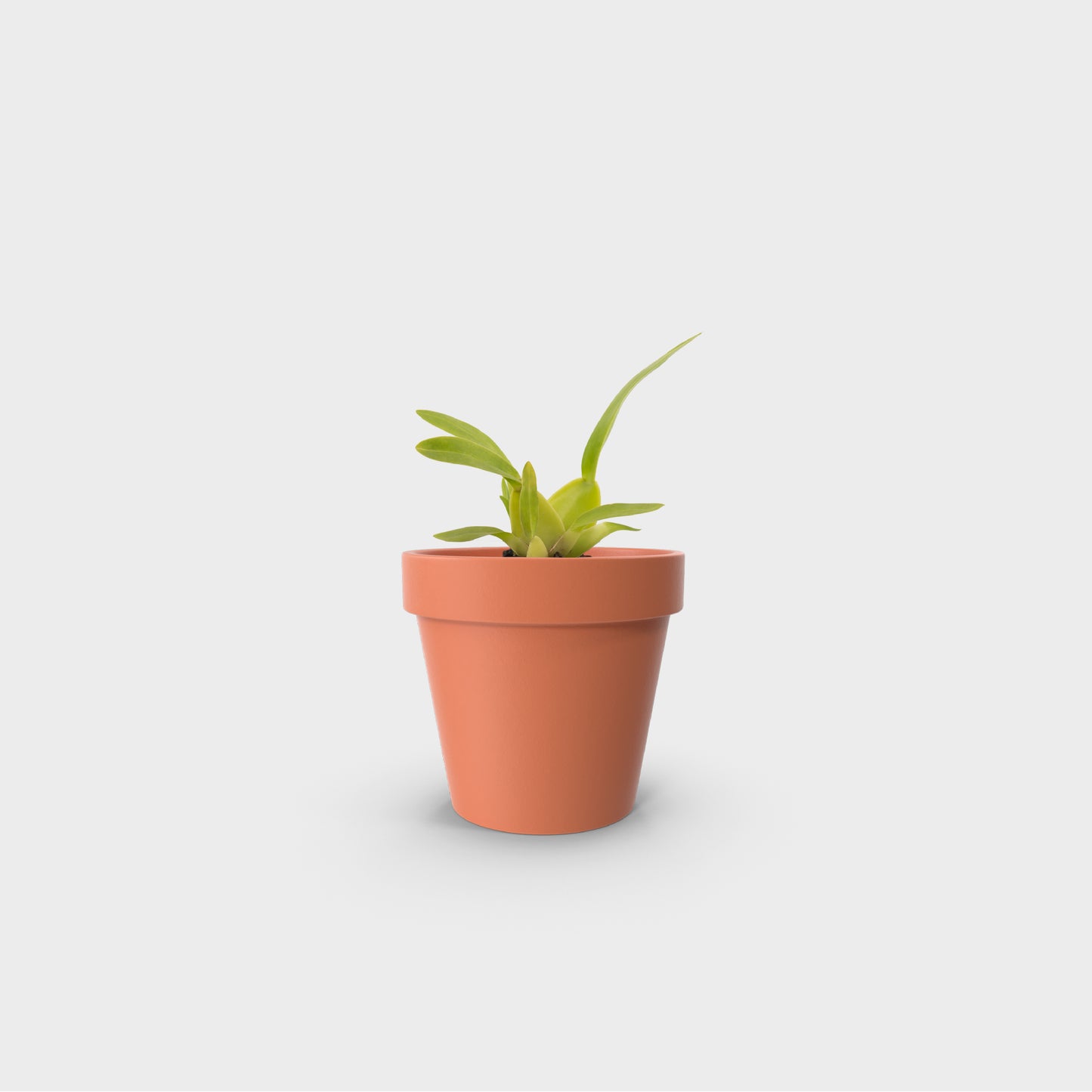 Oncidium leleui