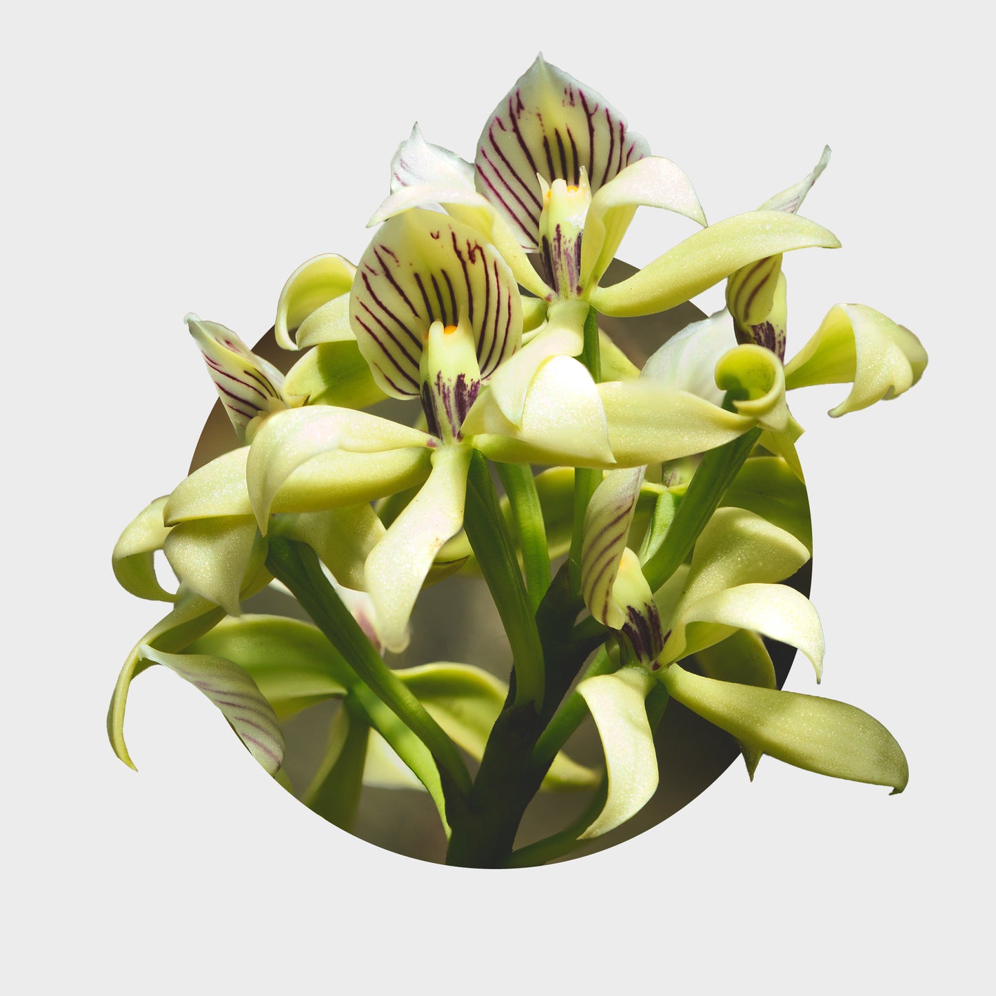 Prosthechea chacaoensis