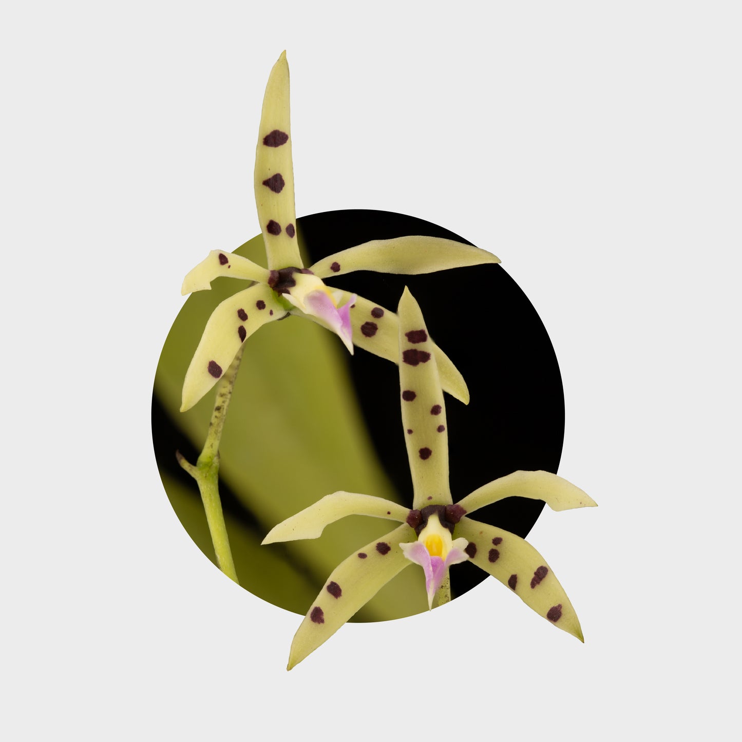 Prosthechea prismatocarpa (Orquídea Arcoiris)