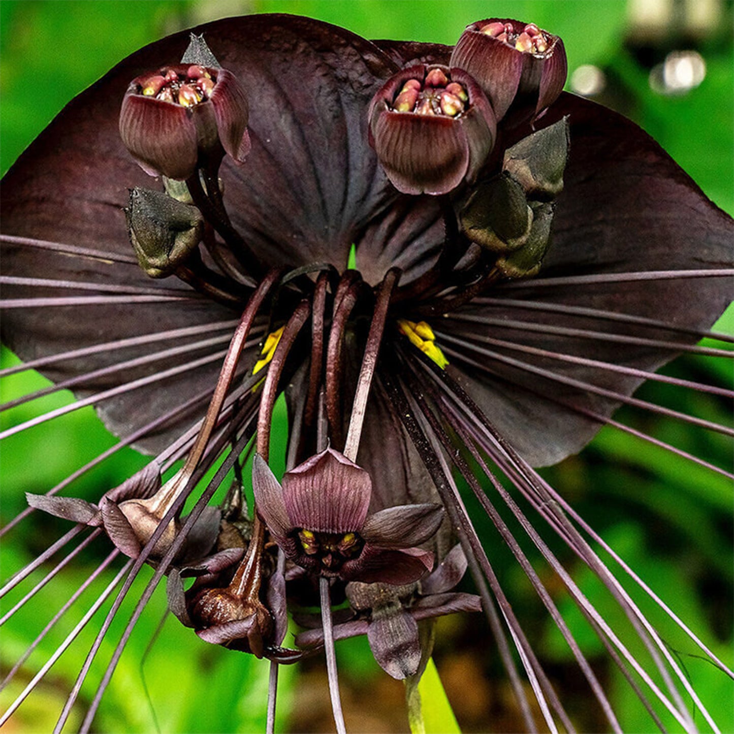 Tacca chantrieri