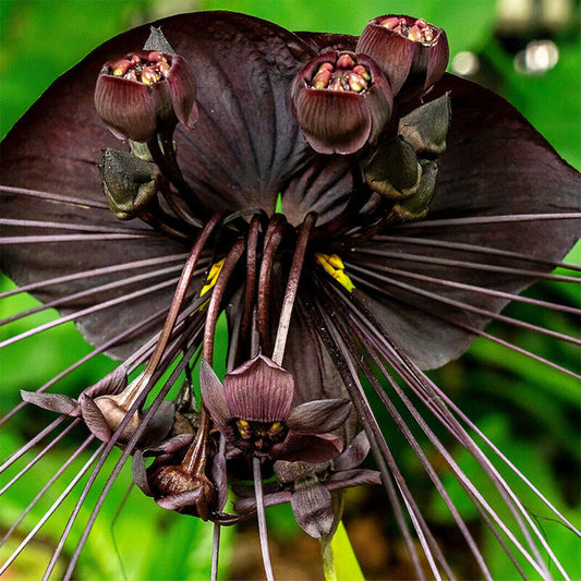 Tacca chantrieri