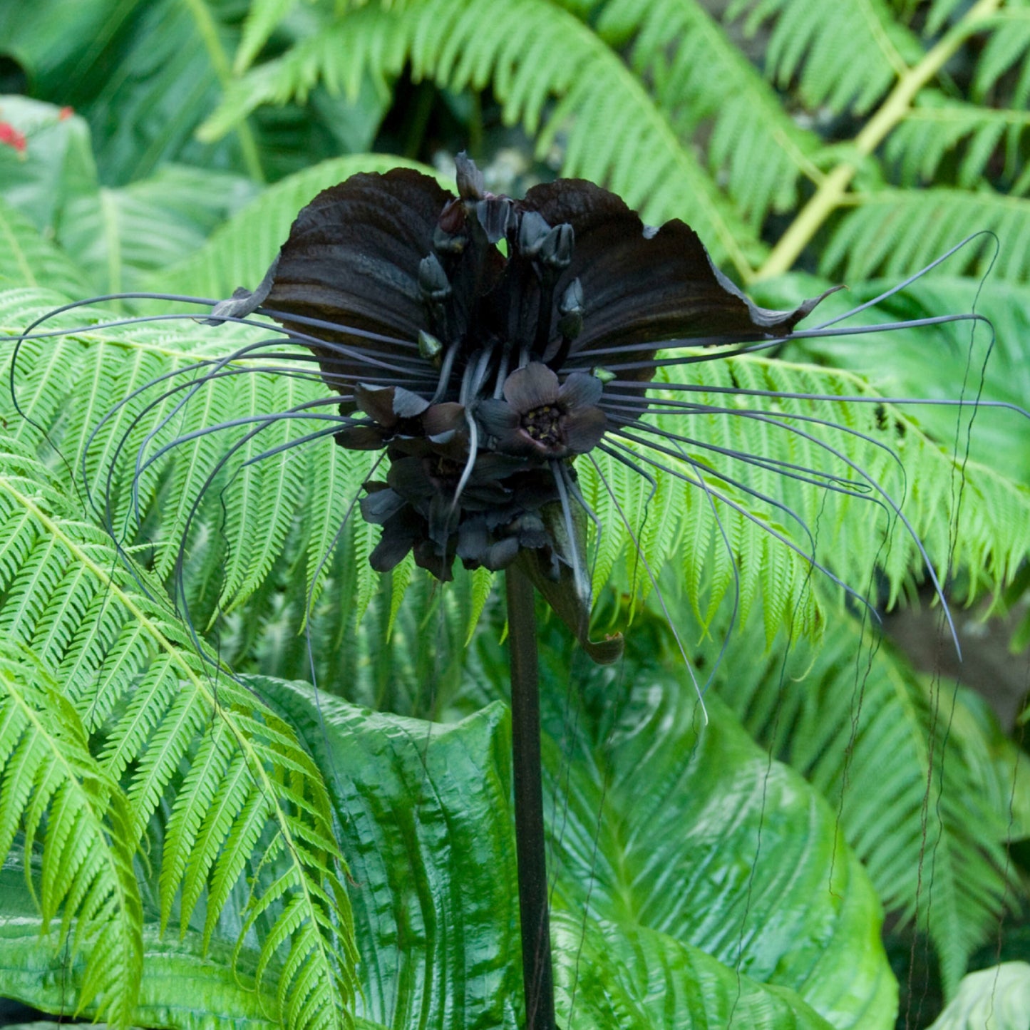 Tacca chantrieri