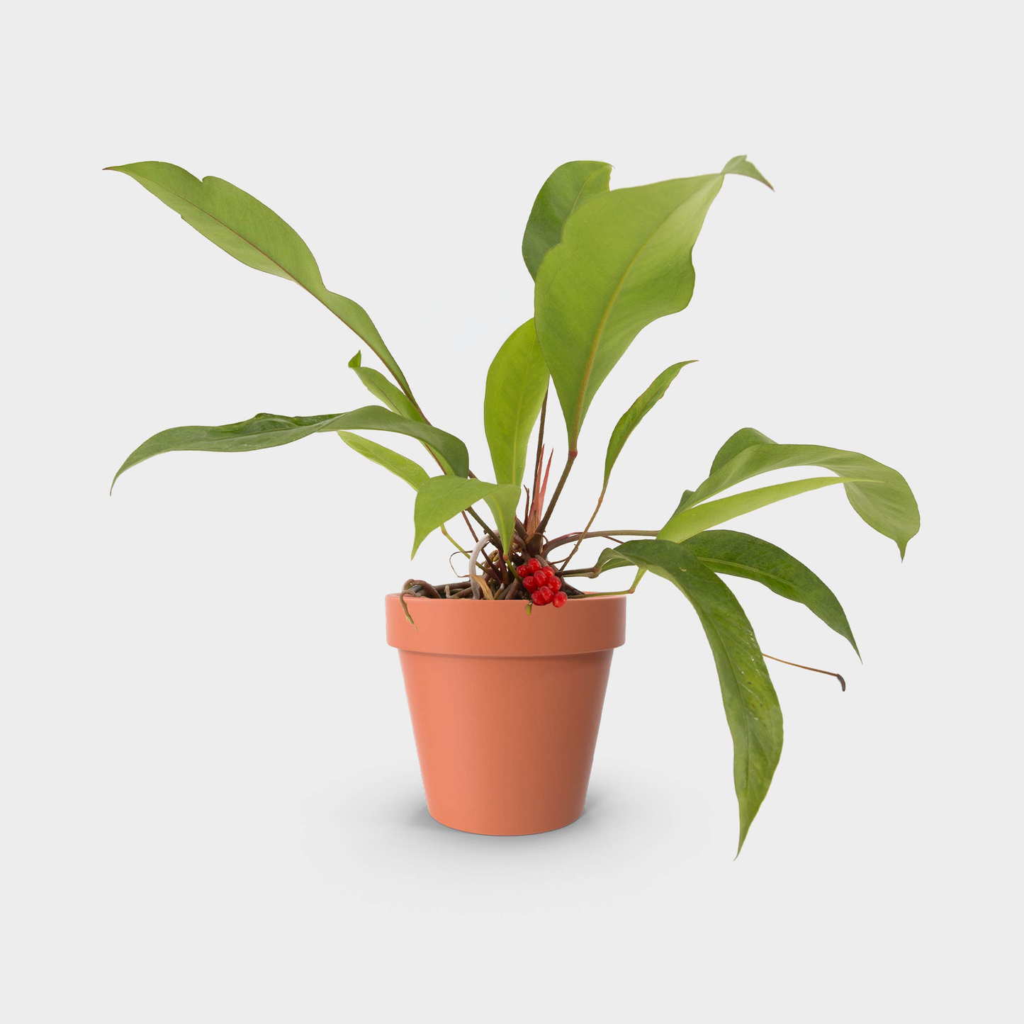 Anthurium gracile (Anturio de Perlas Rojas)